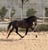 Annuncio cavallo