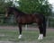 Horse ad