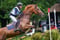 Horse ad