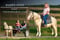 Horse ad
