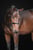 Horse ad