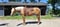 Horse ad