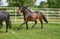 Horse ad