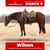 Horse ad