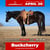 Horse ad