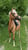 Horse ad