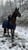Horse ad