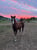 Horse ad