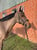 Annuncio cavallo