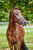 Paardadvertentie