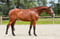 Annuncio cavallo