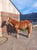 Horse ad