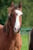 Horse ad