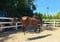 Horse ad