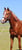 Annuncio cavallo
