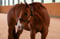Annuncio cavallo