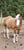 Horse ad
