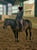 Horse ad