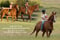 Horse ad