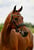Horse ad
