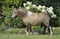 Horse ad