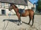 Anuncio de caballos
