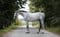 Horse ad