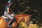 Horse ad