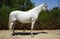 Horse ad