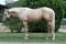 Annuncio cavallo