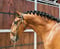 Horse ad