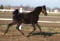Horse ad