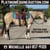 Annonce cheval