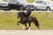 Horse ad