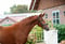 Horse ad