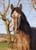 Annuncio cavallo