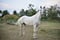 Horse ad