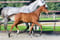 Paardadvertentie