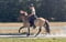 Horse ad