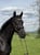 Annuncio cavallo