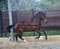 Horse ad
