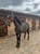 Horse ad