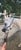 Annuncio cavallo