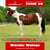 Annuncio cavallo
