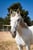 Horse ad