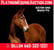 Horse ad