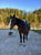 Annuncio cavallo