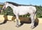 Horse ad