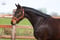 Annuncio cavallo