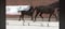 Horse ad